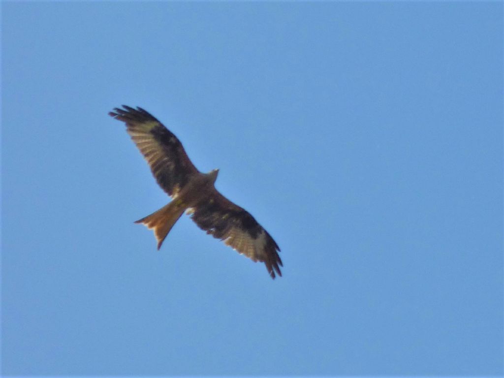 Nibbio reale (Milvus milvus)